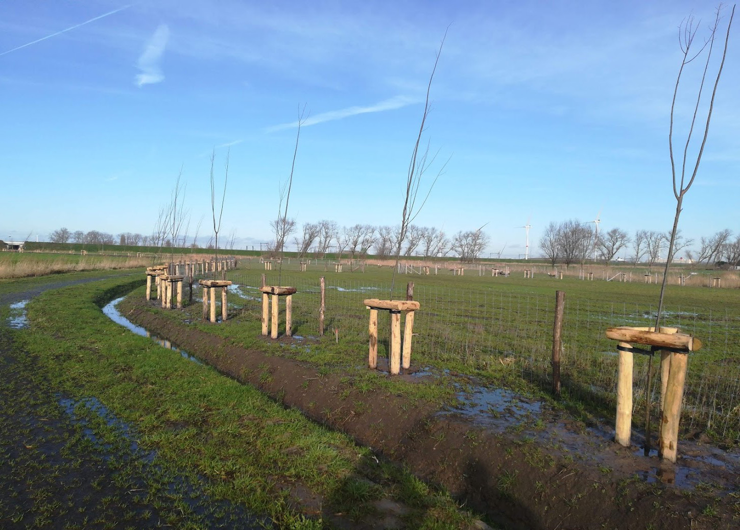 Aanplanten bomen