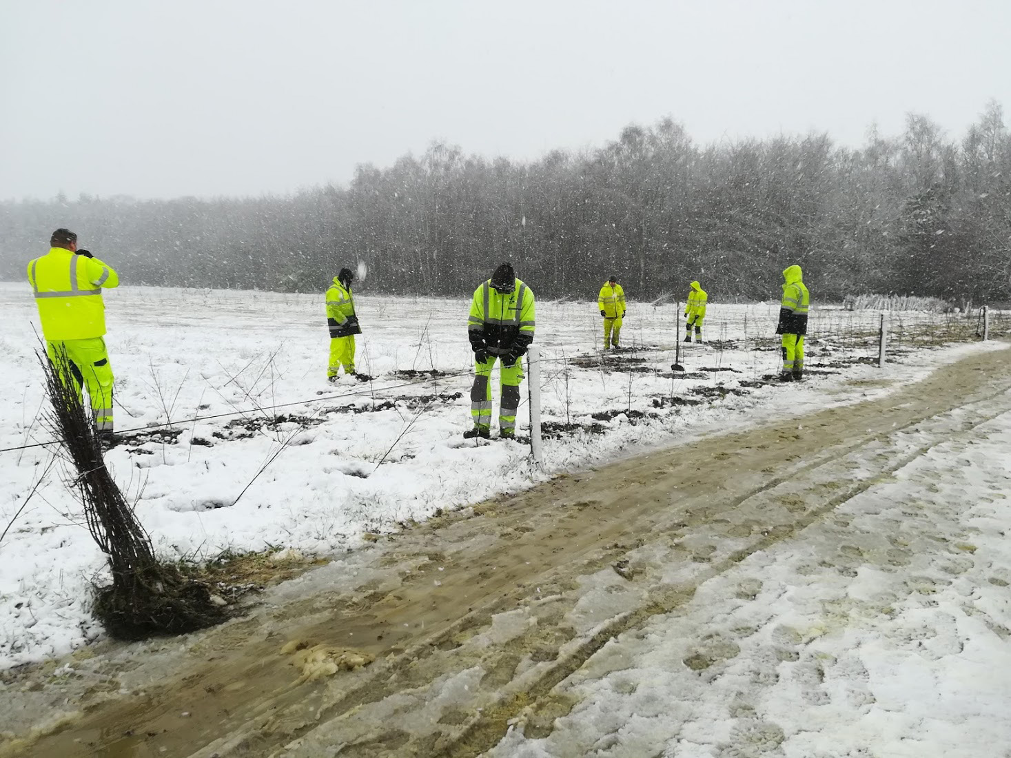 Bomen aanplanten tijdens de winter