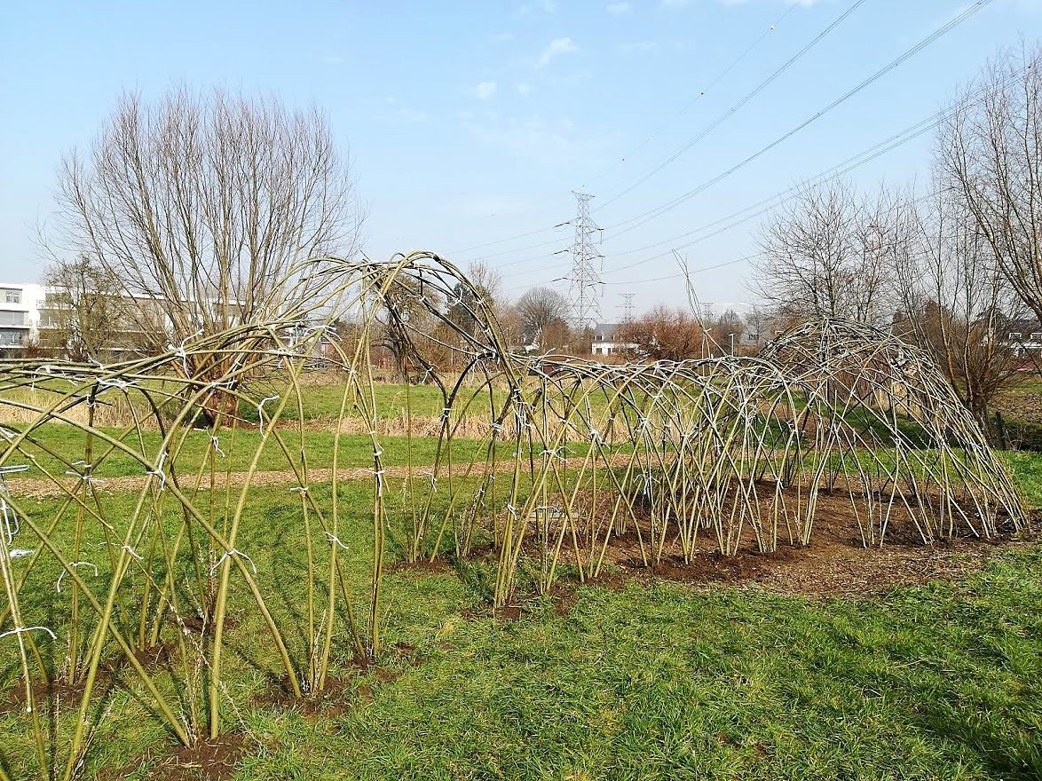 Aanplanting wilgentunnel