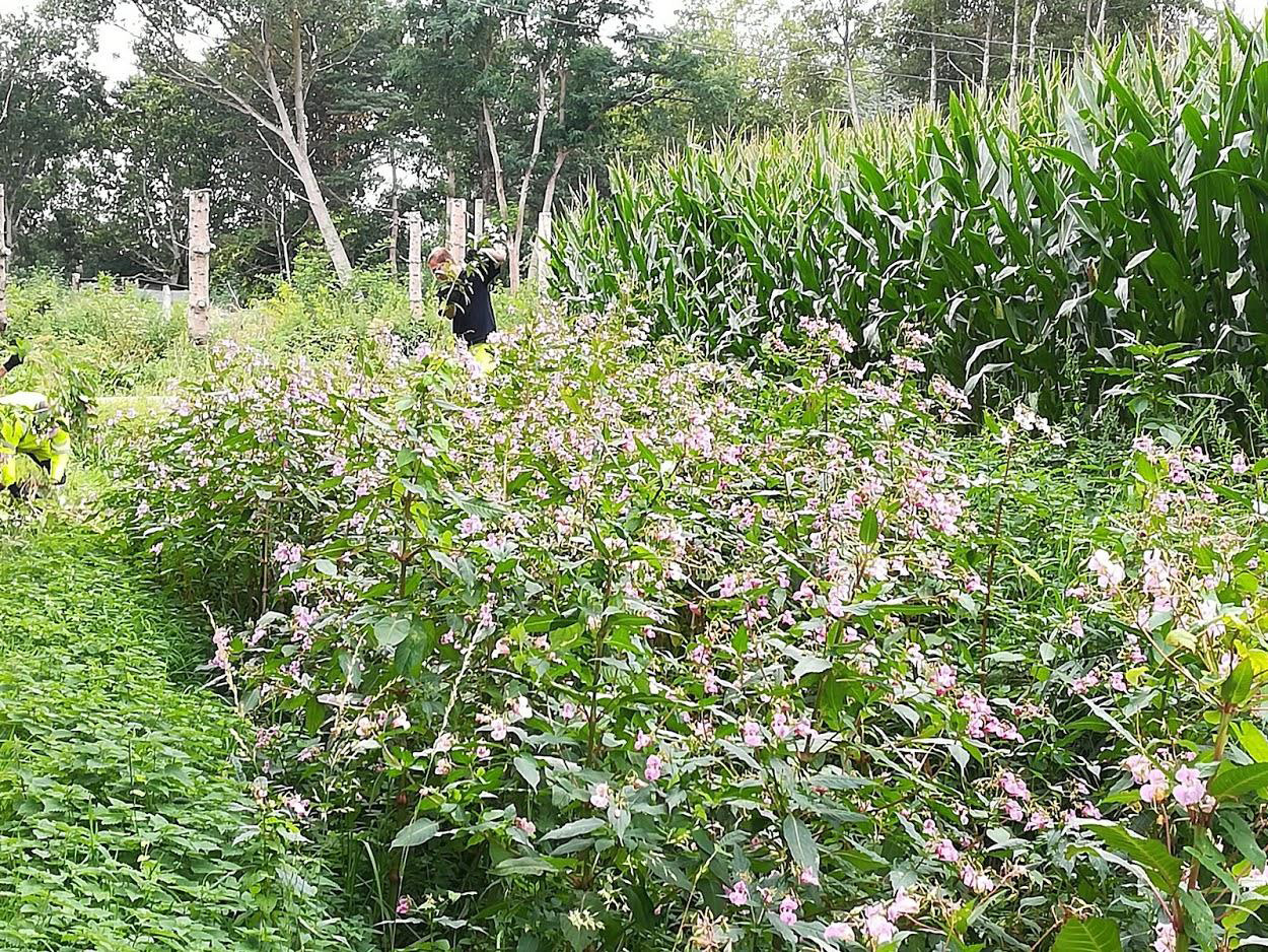 Verwijderen invasieve exotische planten