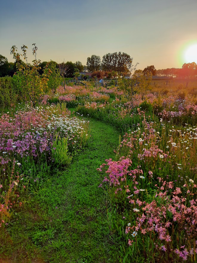 Bloemenweide