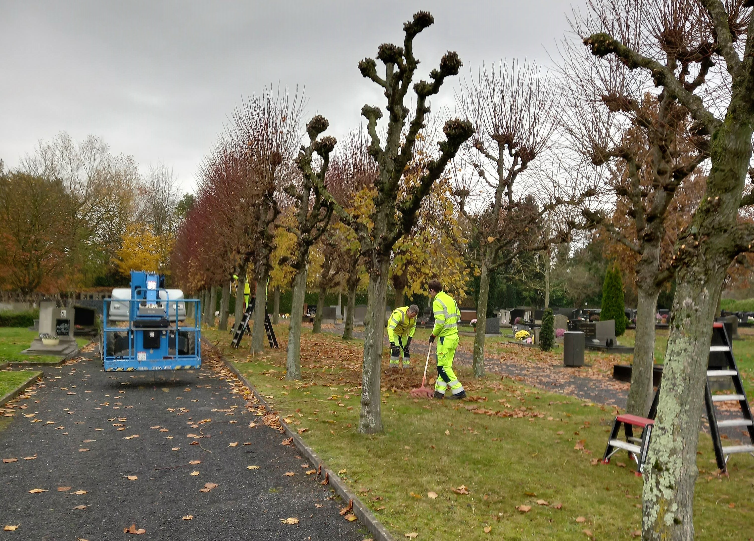 Knotten van bomen