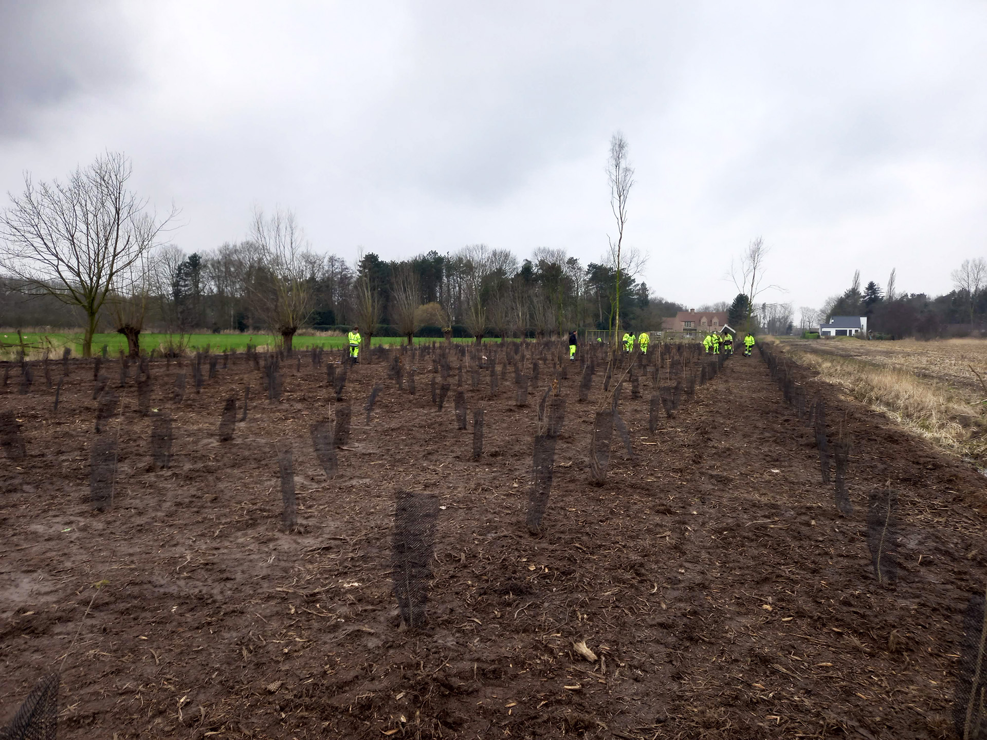 Grootschalige aanplanting van bomen