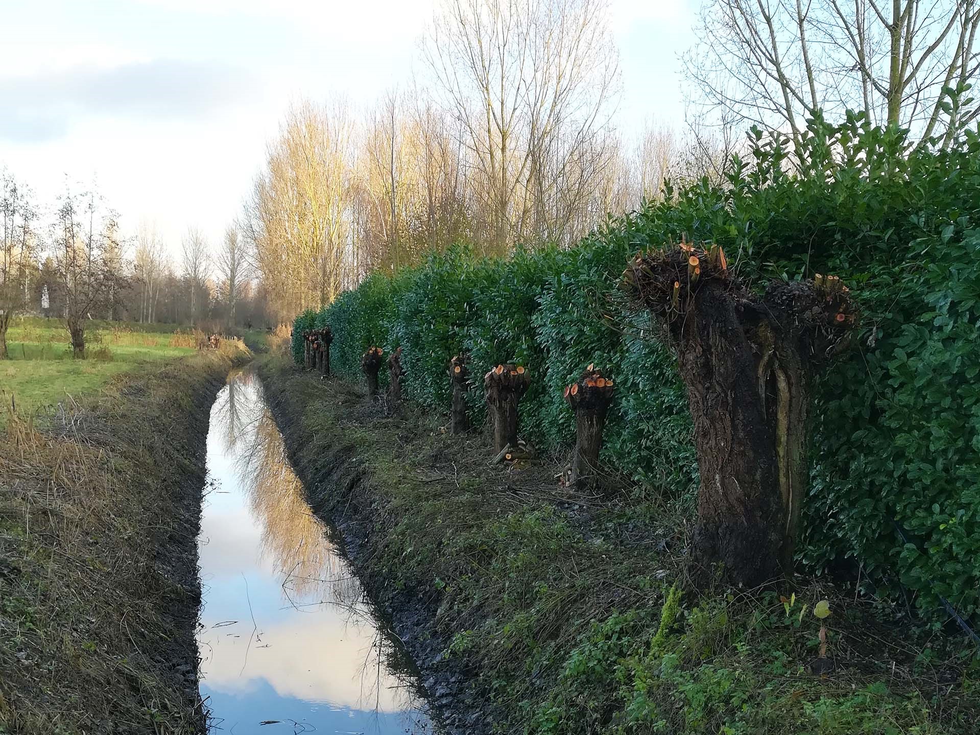 Geknotte bomen langs waterloop