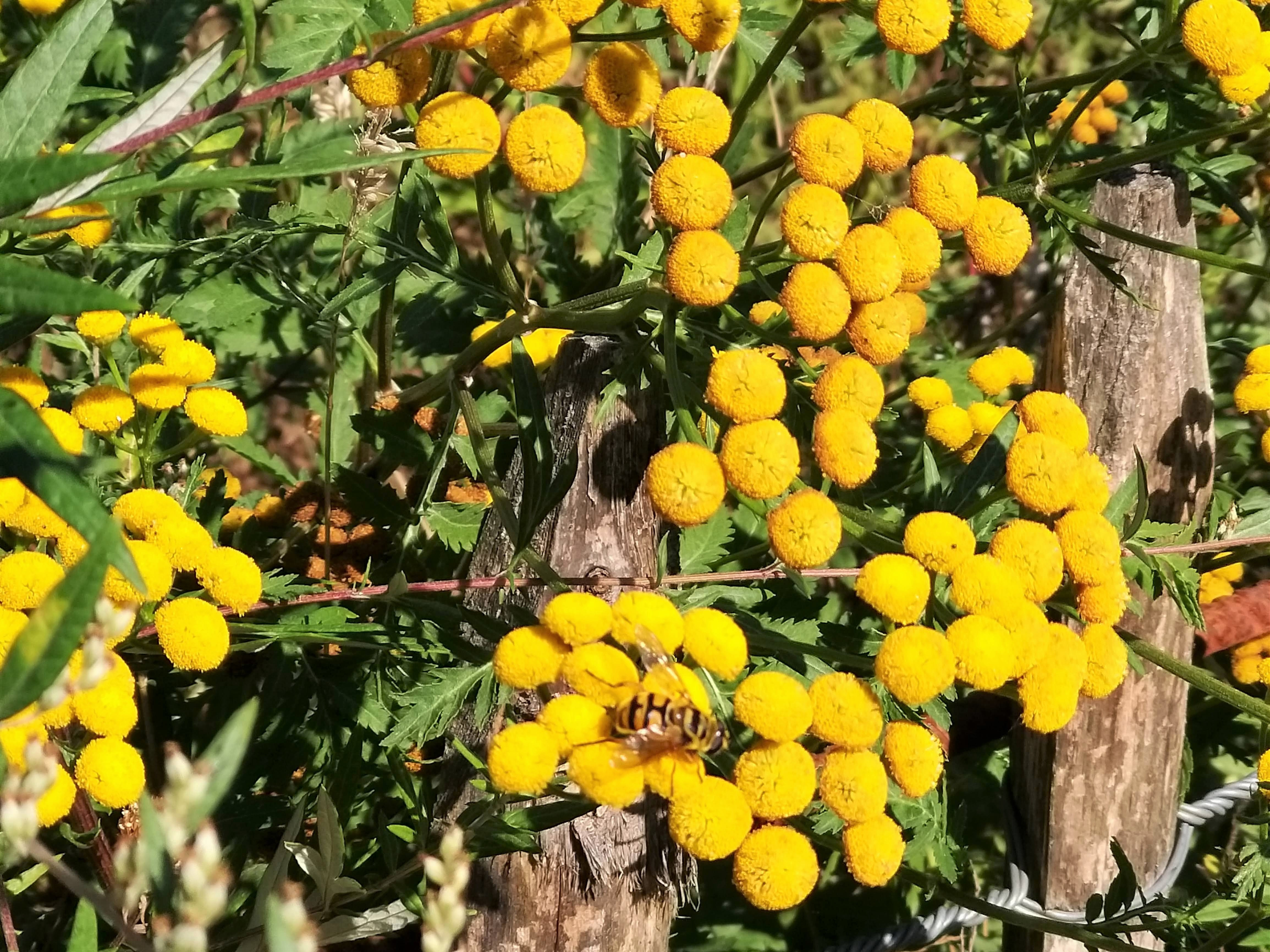 Biodiversiteit komt de bijen ten goede