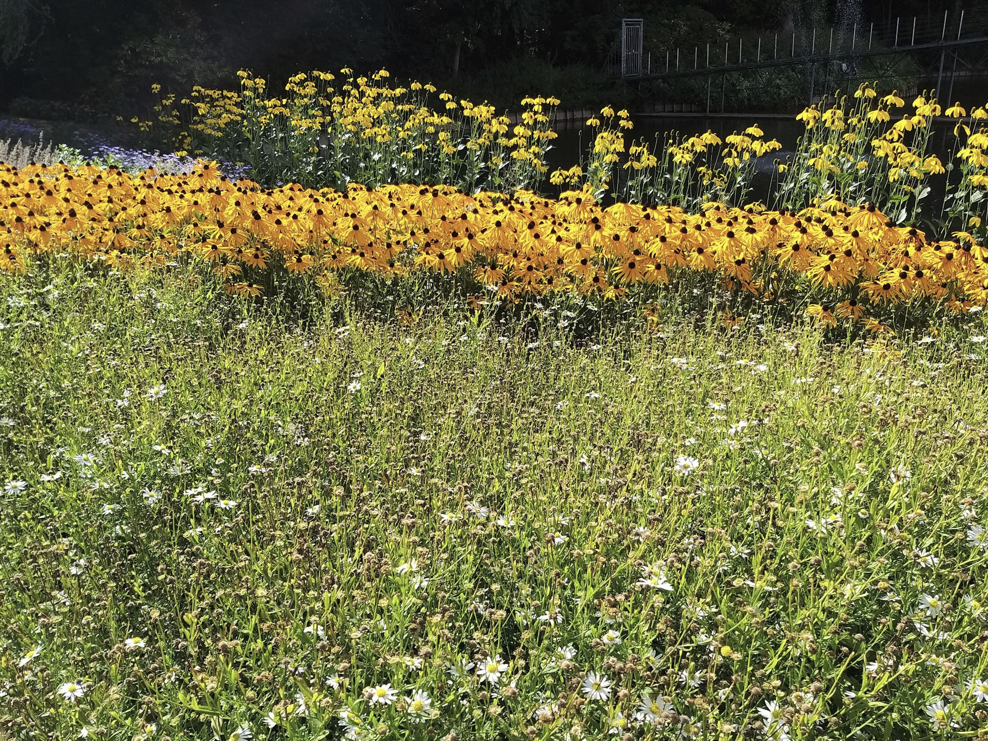 Variatie en biodiversiteit in bloemen