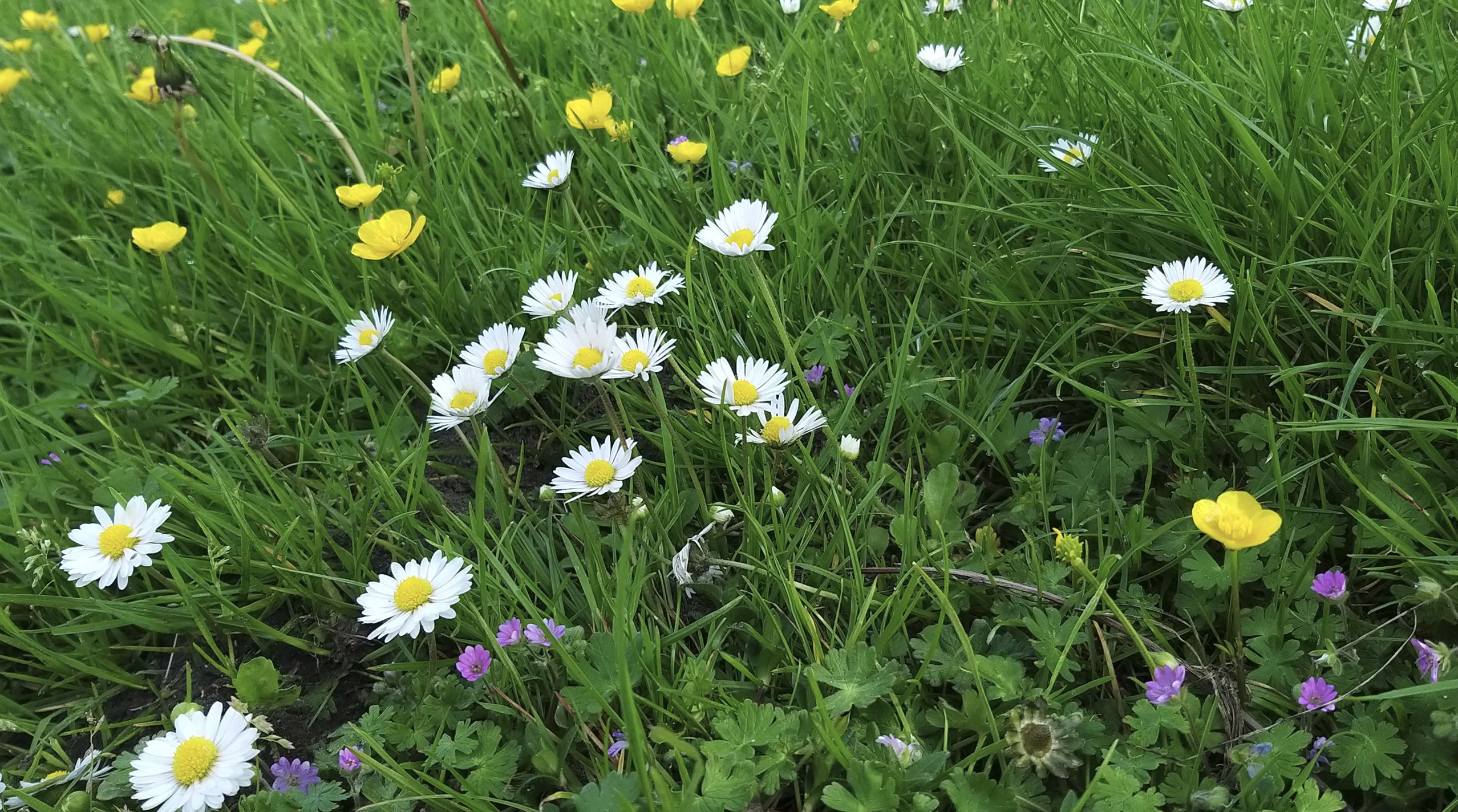 Berm_met_veldbloemen